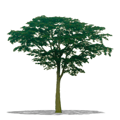 albero dal quale si ricava il parquet iroko