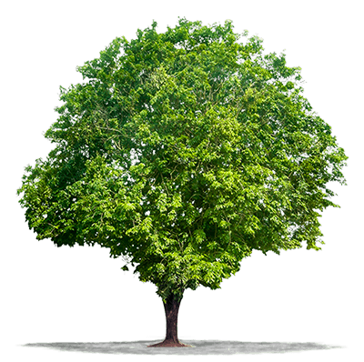 parquet essenza padouk albero dal quale si ricava il parquet padouk