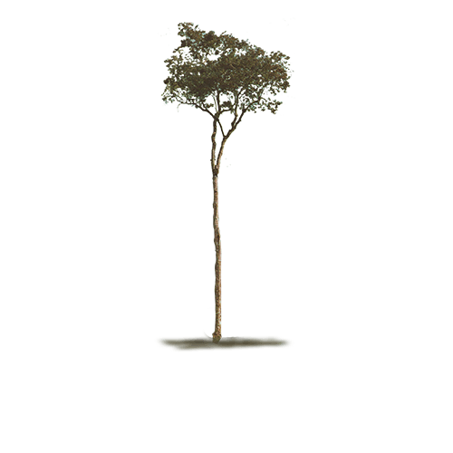 parquet essenza cabreuva albero dal quale si ricava il parquet cabreuva